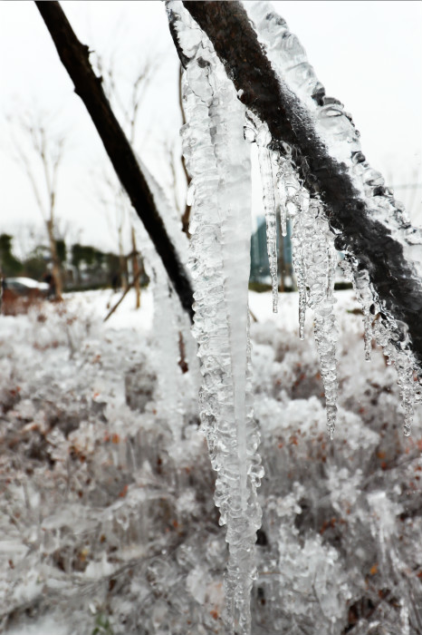 一場雪，體育中心美得不要不要的 但最美的風(fēng)景還是他們(圖4)